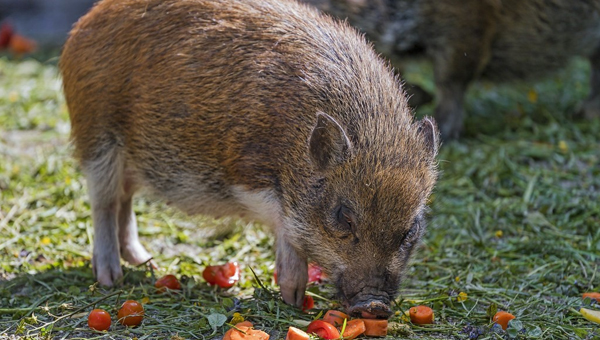 Tambako The Jaguar: Brown pig eating tomatoes